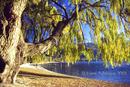 Willows at Wanaka,NZ 5/04